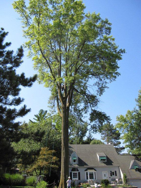 Mature oak tree project photographed by Lincoln Tree Service