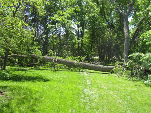 Large cottonwood tree on a residential property in the Lincoln area