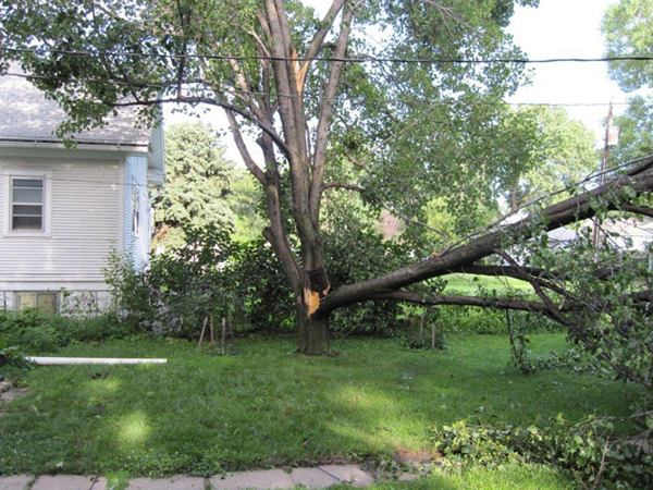 Mature tree project photographed by Lincoln Tree Service